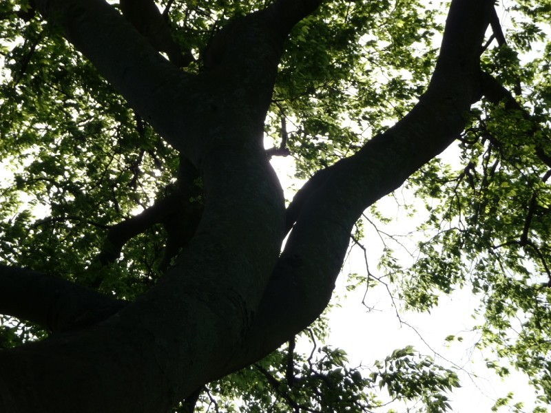 Our shade tree.JPG